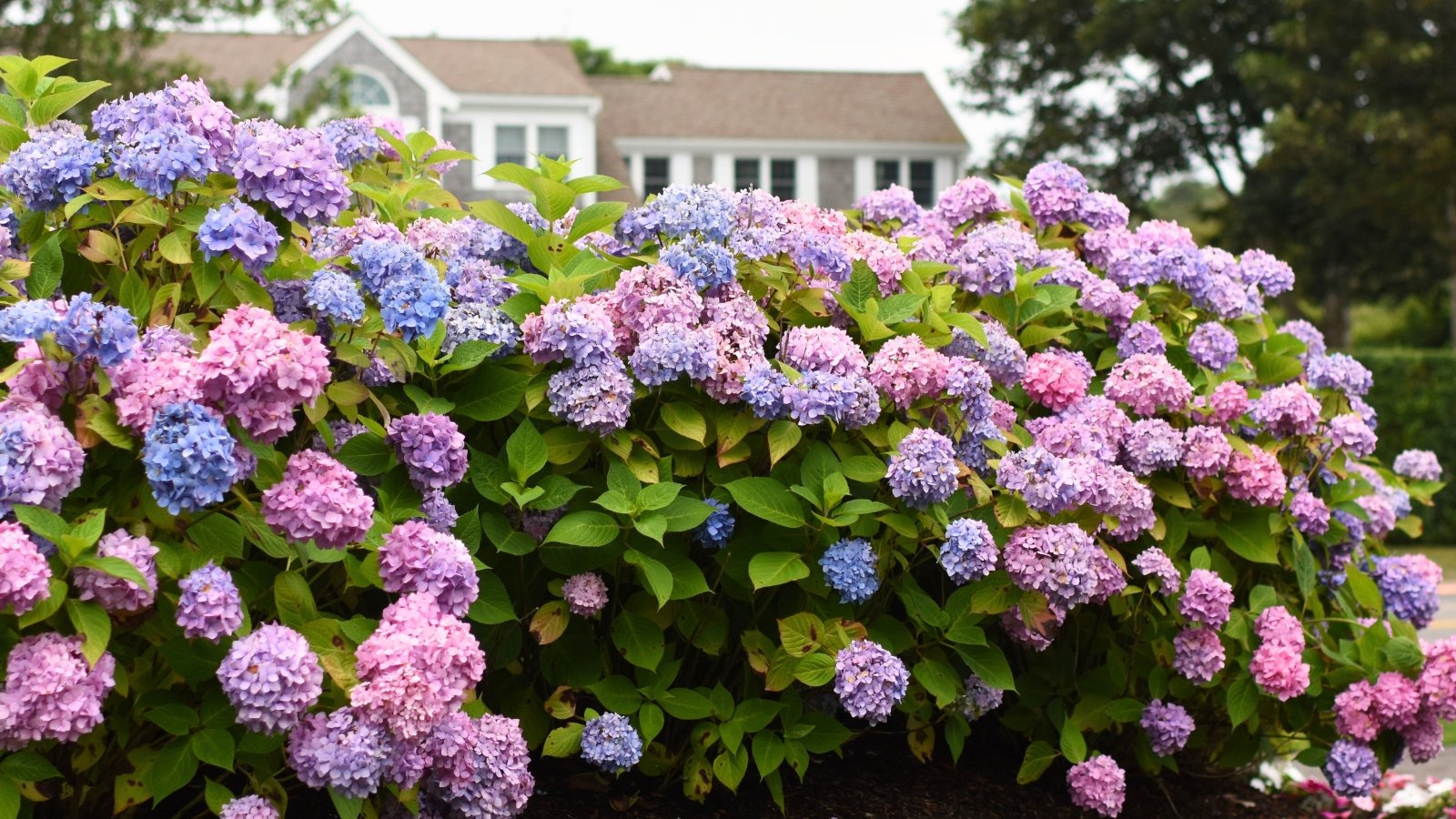 Large, rounded hydrangea bushes with dense clusters of vibrant pink, purple, and blue flowers rise above broad, serrated green and yellowish leaves, creating a vivid display in front of a charming house.