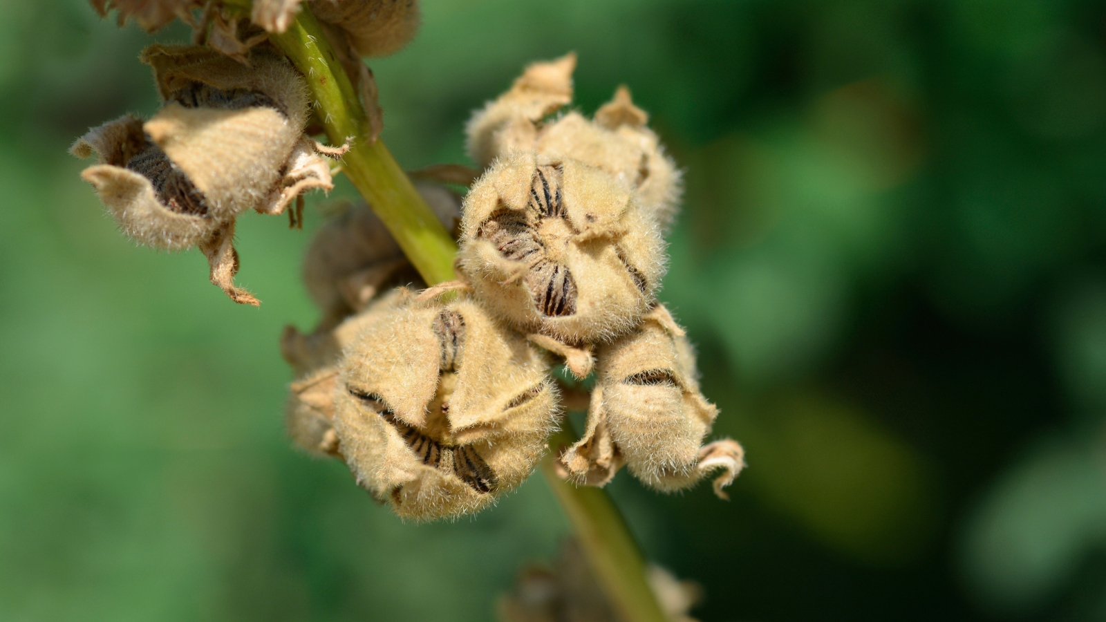 Close-up of hollyhock seed pods clustered along a sturdy green stem, showing round, ribbed, brownish-green pods with tiny textured surfaces.
