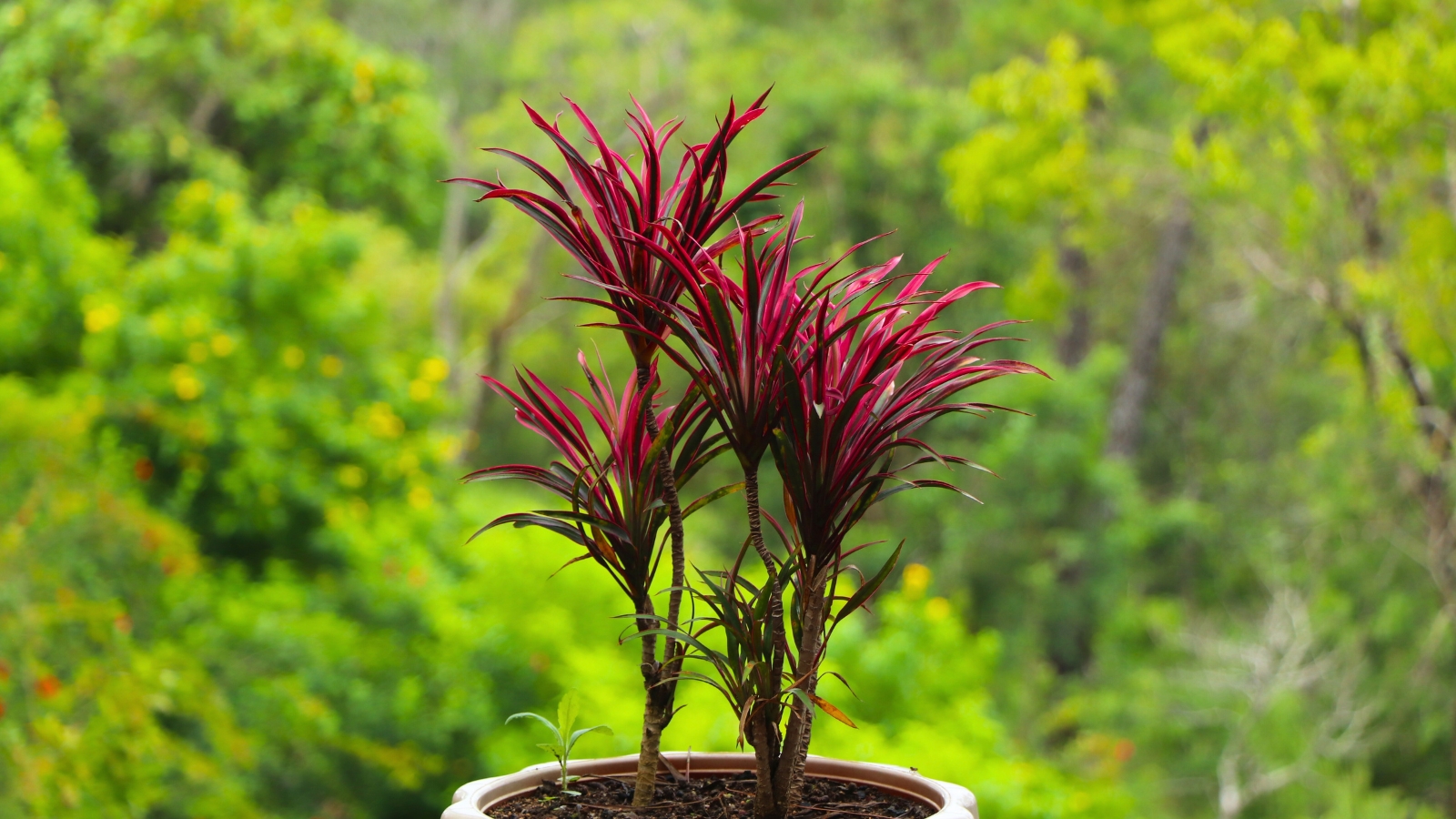 Three main stems topped with rosettes of long, narrow leaves in a deep magenta-red color.