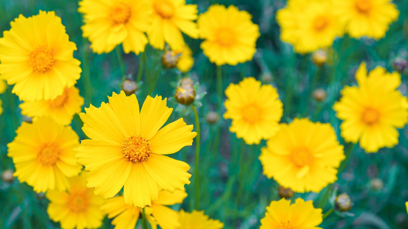 Several bright yellow, daisy-like flowers with jagged-edged petals radiating from a central orange-yellow disk.