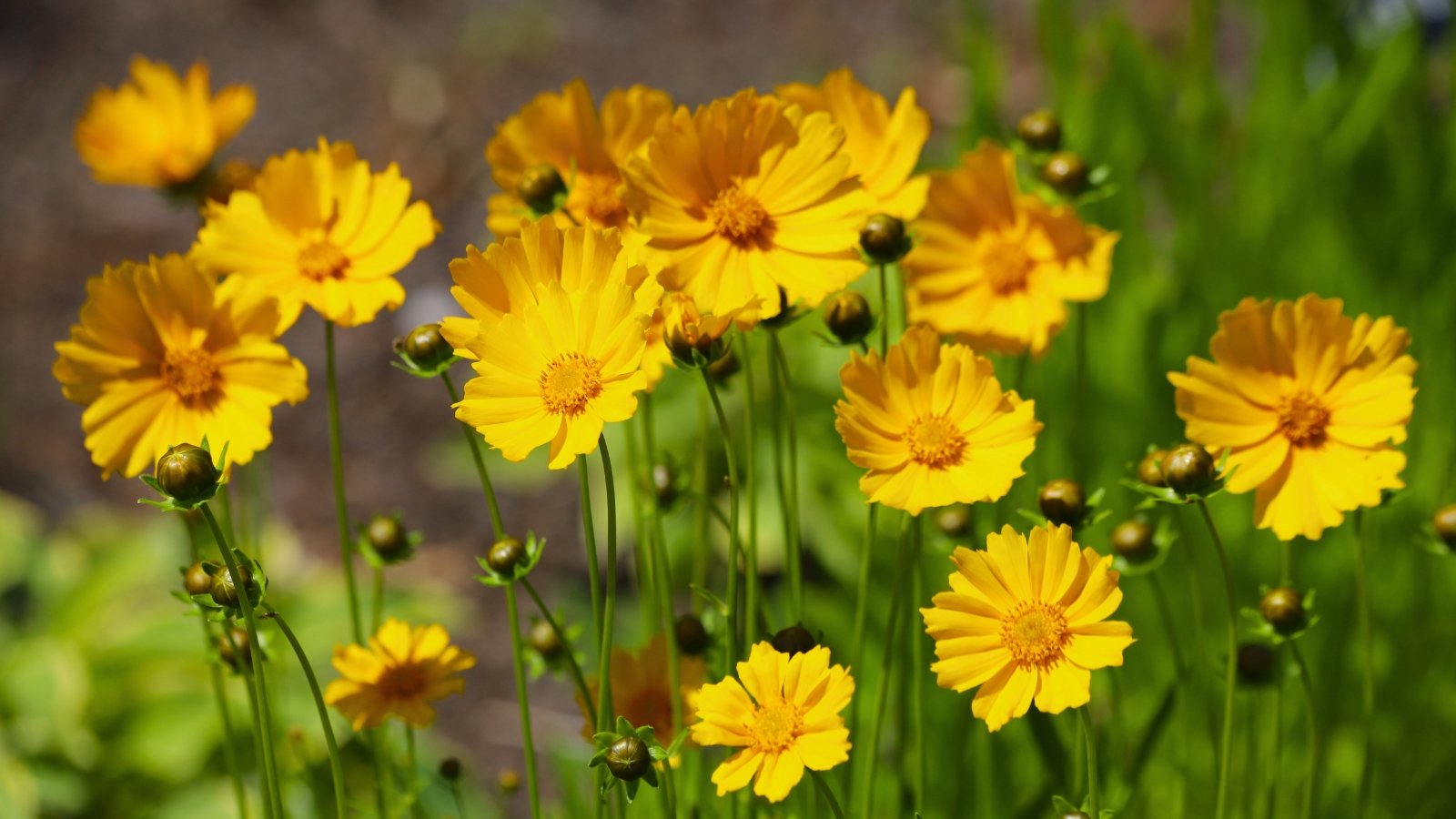A group of bright yellow, daisy-like flowers with jagged-edged petals and a prominent central disc, supported by thin, wiry stems and buds.