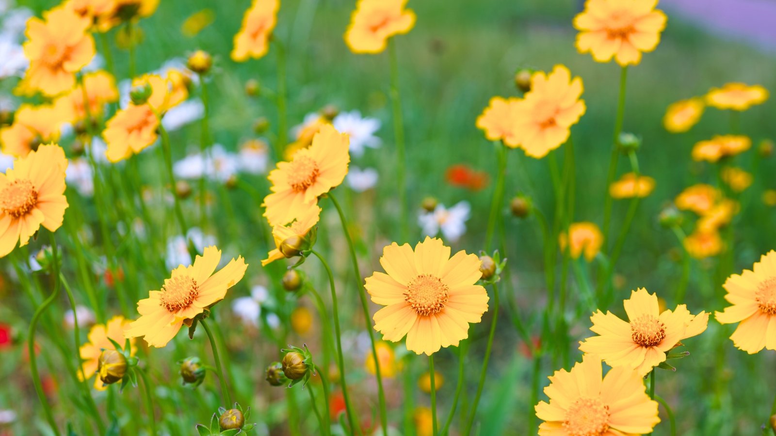A group of bright yellow blossoms with jagged-edged petals surrounding a dark yellow central disk.