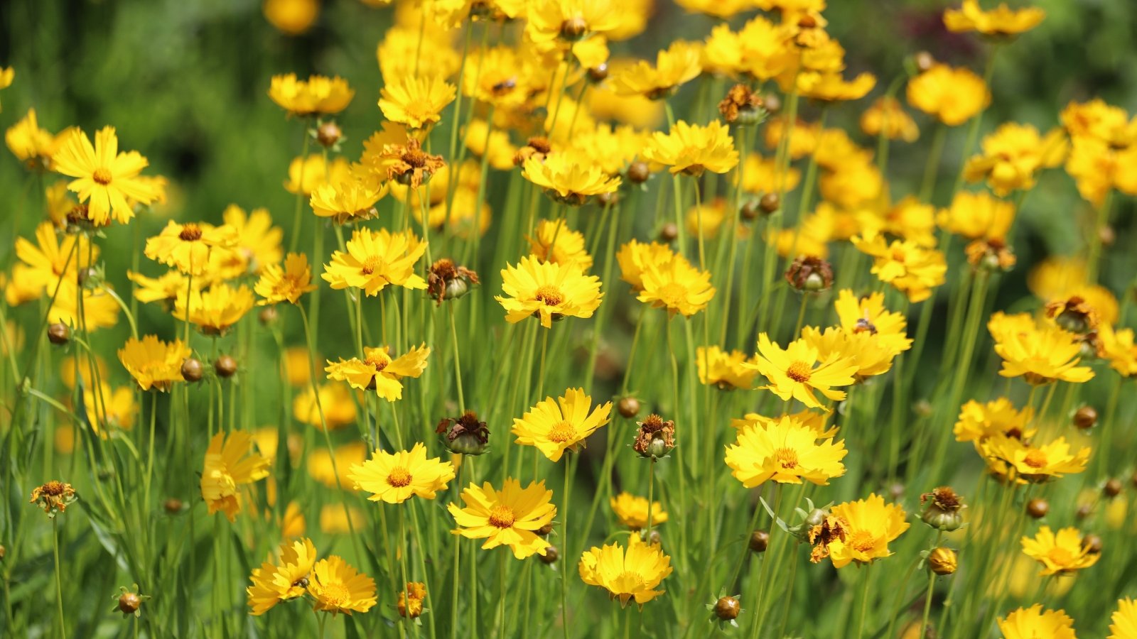 Bright golden-yellow daisy-like flowers with toothed petals grow above slender green stems and delicate foliage.