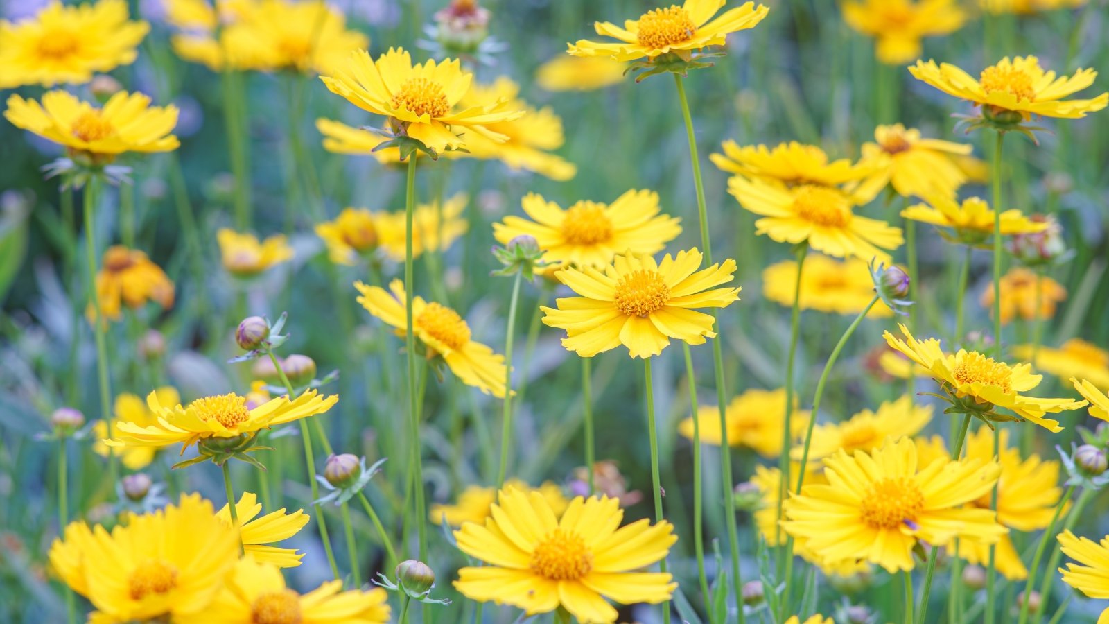Slender stems with finely divided green leaves and clusters of small, bright yellow daisy-like flowers.