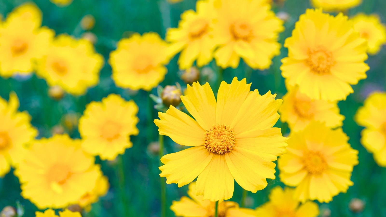 A close-up of several bright yellow flowers with eight broad petals and a fuzzy, golden-orange center.