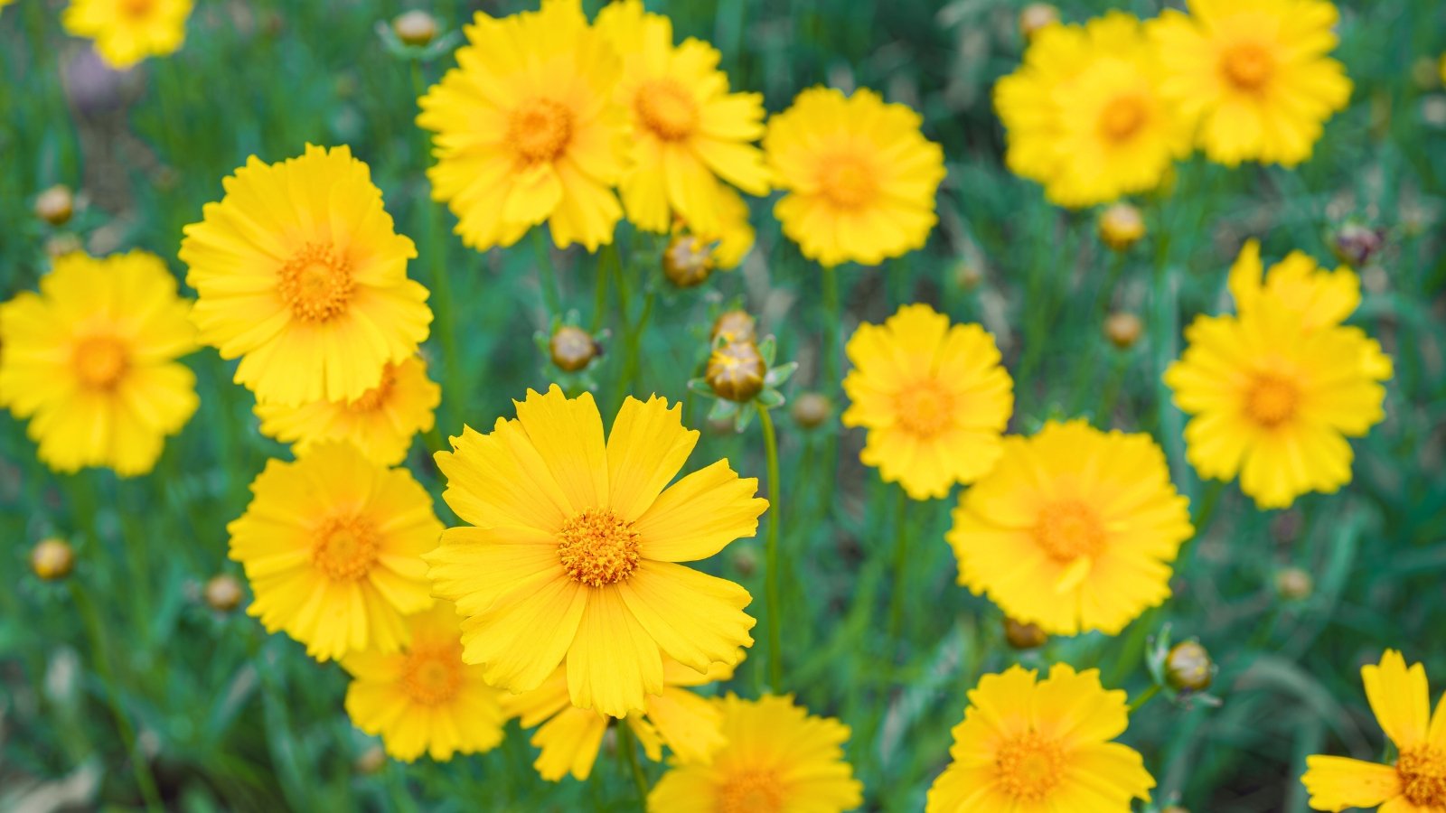 A group of bright yellow flowers with eight wide, notched petals and fuzzy yellow centers on thin stems.