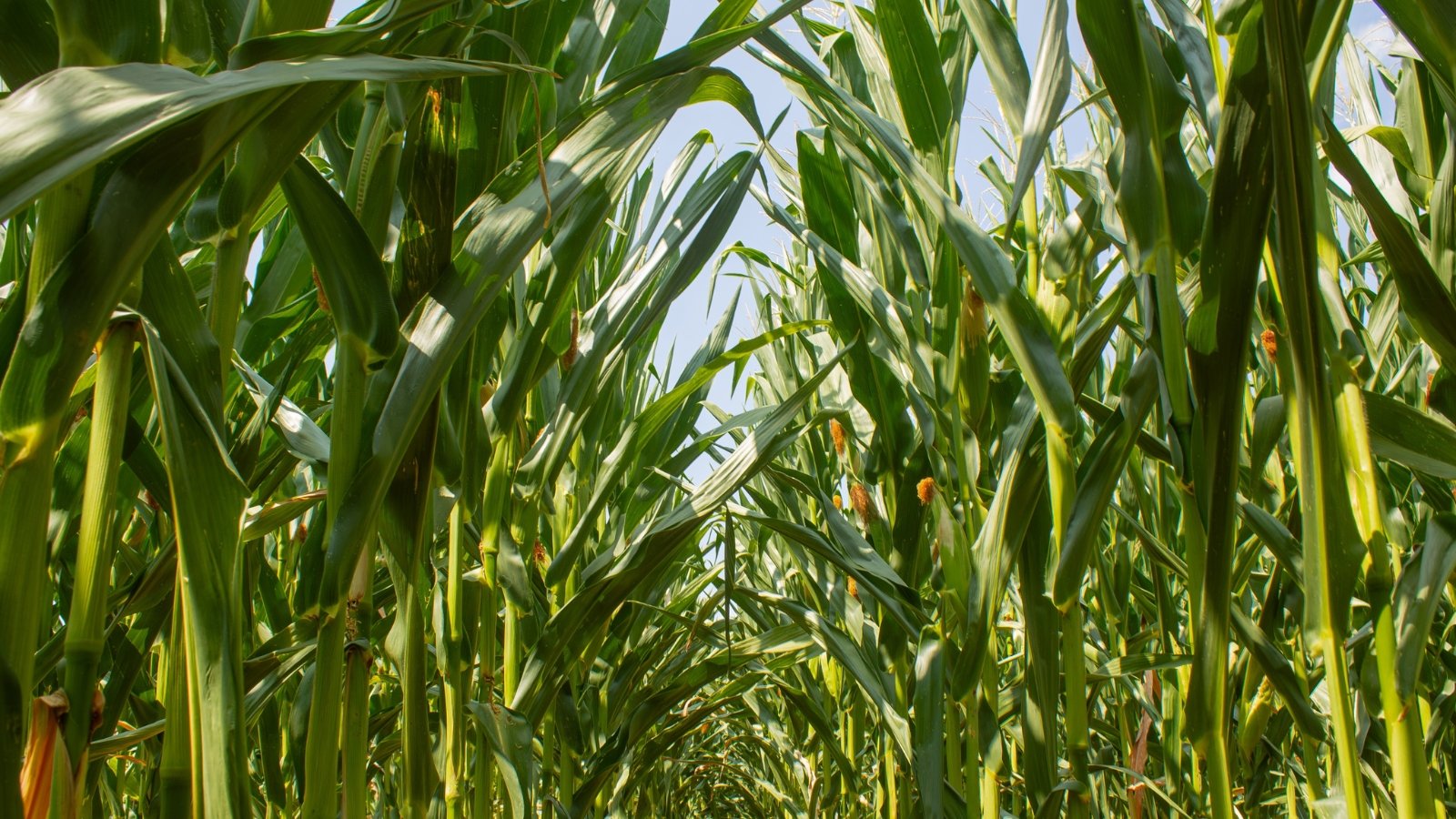Tall green leaves stretch upward, partially shielding tassels and developing fruits that glisten in the sun with a slightly rough texture.
