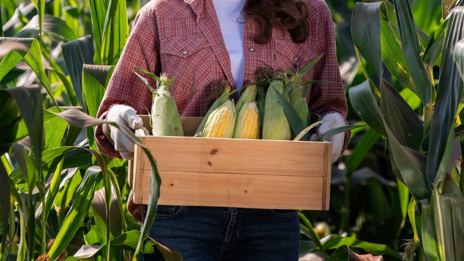 Woman carries a wooden crate filled with freshly harvested ears of corn with husks and silky tassels.