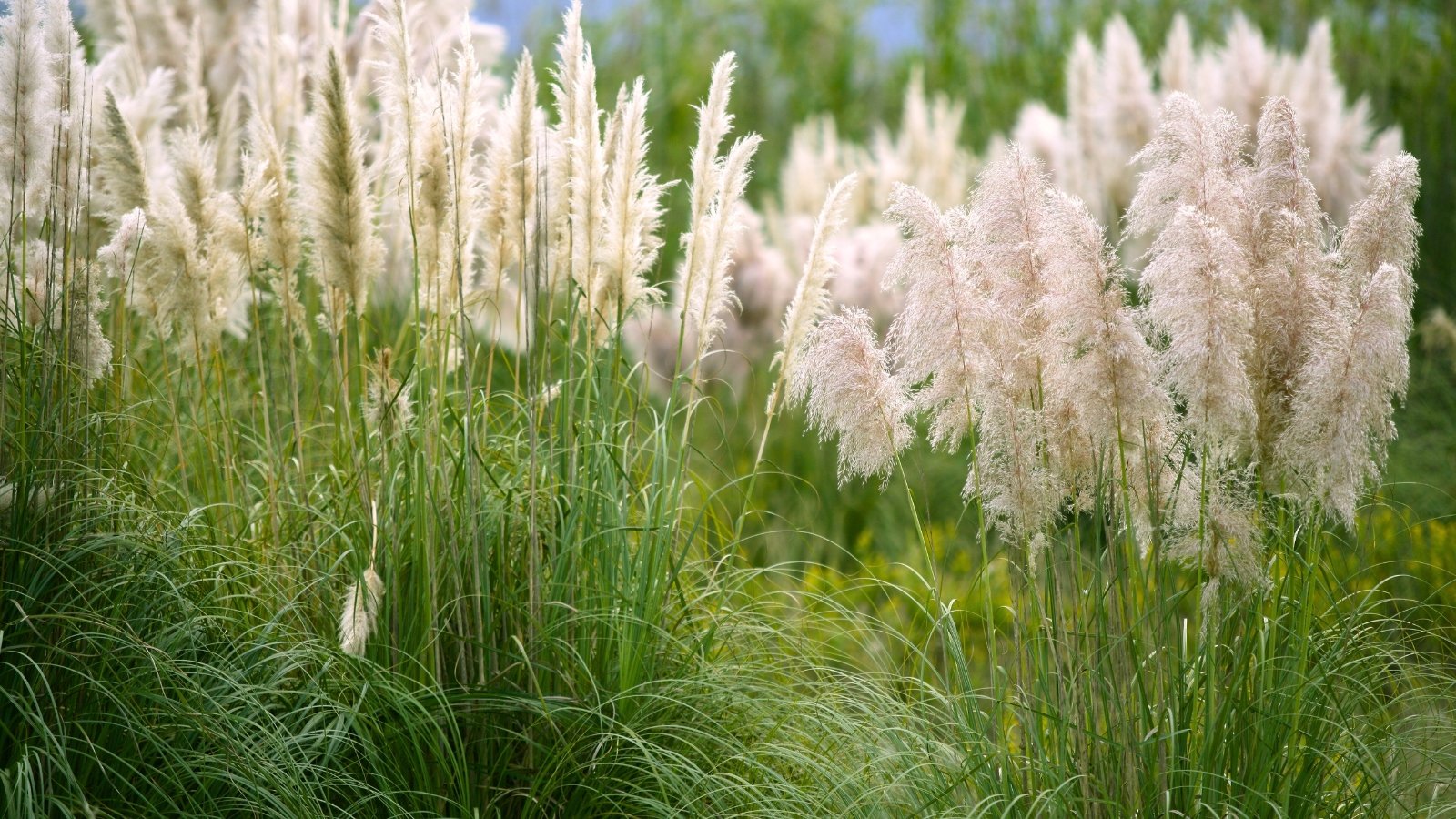 Large, arching silvery-green leaves with tall feathery plumes of creamy-white flowers.