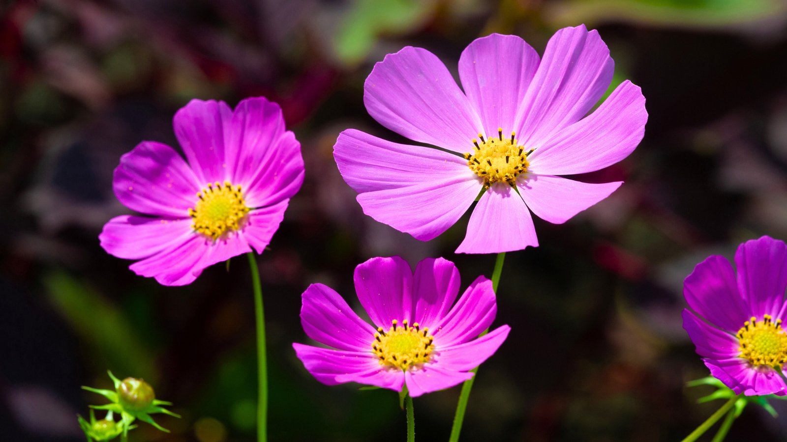A delicate, papery pink bloom with eight broad petals arranged around a central yellow disk of tiny florets.