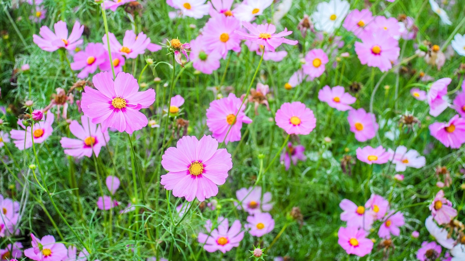A field of delicate pink and white flowers with wide, flat petals and a bright yellow center, surrounded by tall, feathery green foliage.