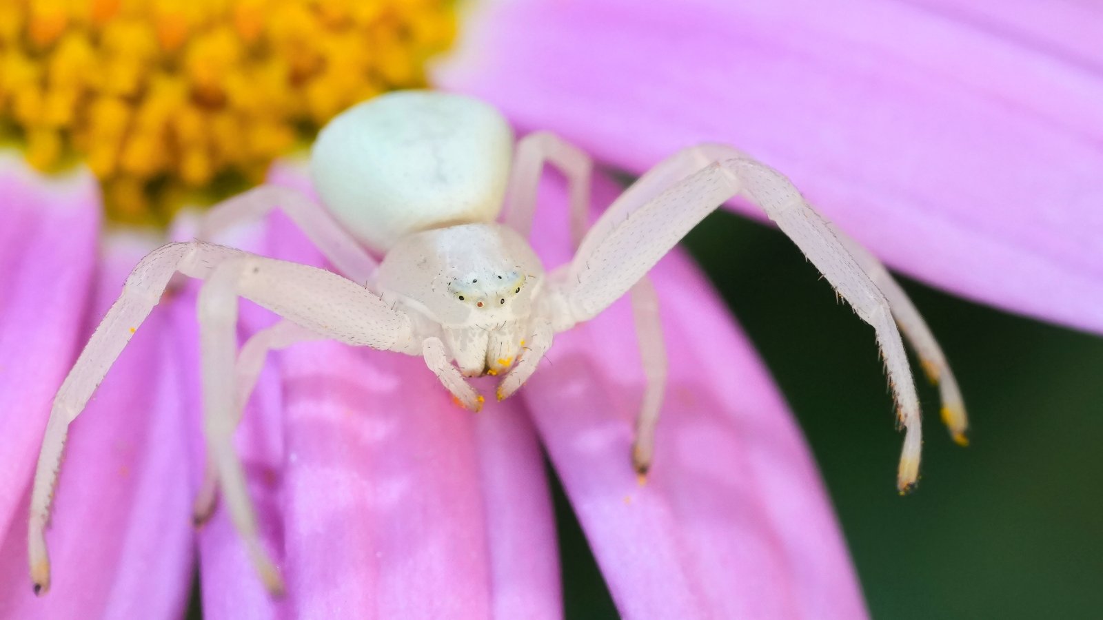 Close-up of a white crab spider perched on the vibrant pink petals of a coneflower, blending near its spiky orange center.