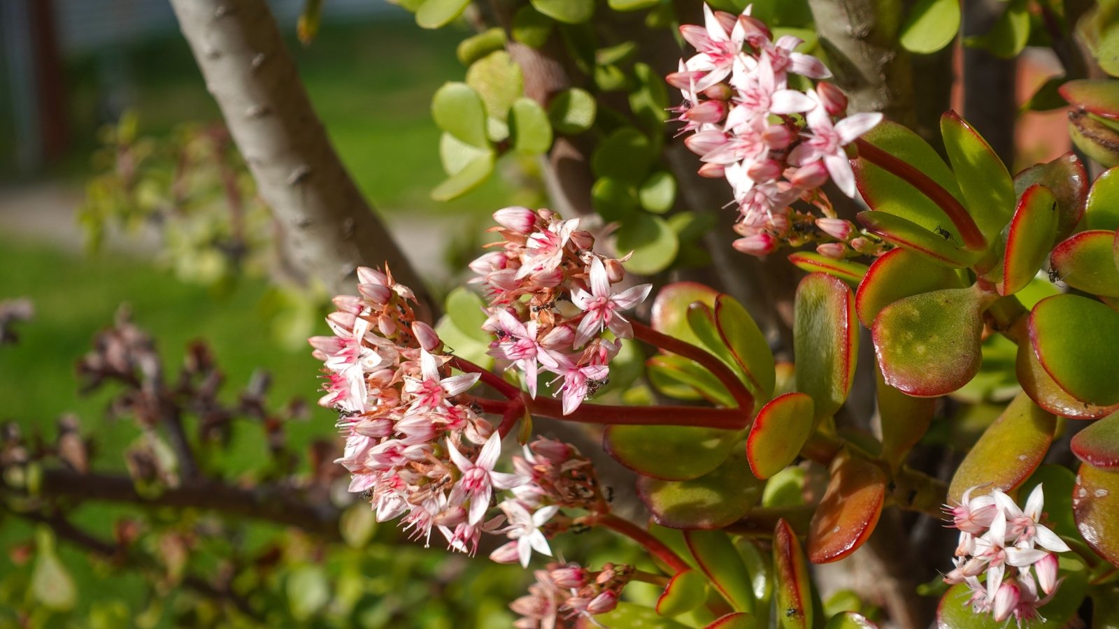 Thick, fleshy, oval-shaped green leaves form a compact succulent shrub, topped with small clusters of star-shaped pinkish-white flowers.