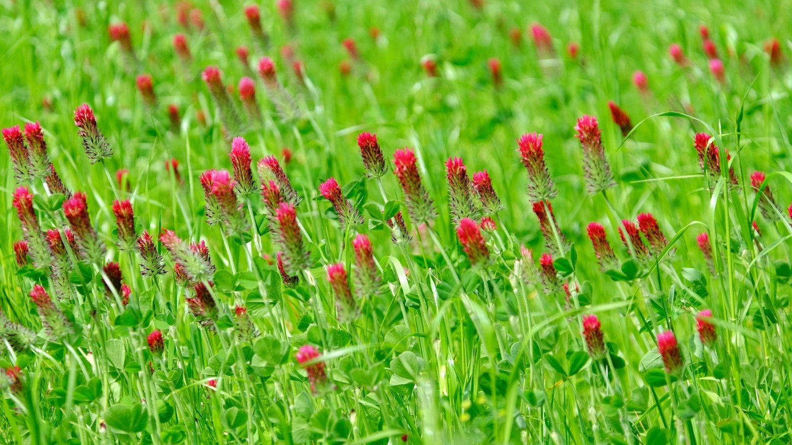 Bright crimson-red flower spikes rise above a dense mat of green trifoliate leaves in a lush field of blooming cover crops.