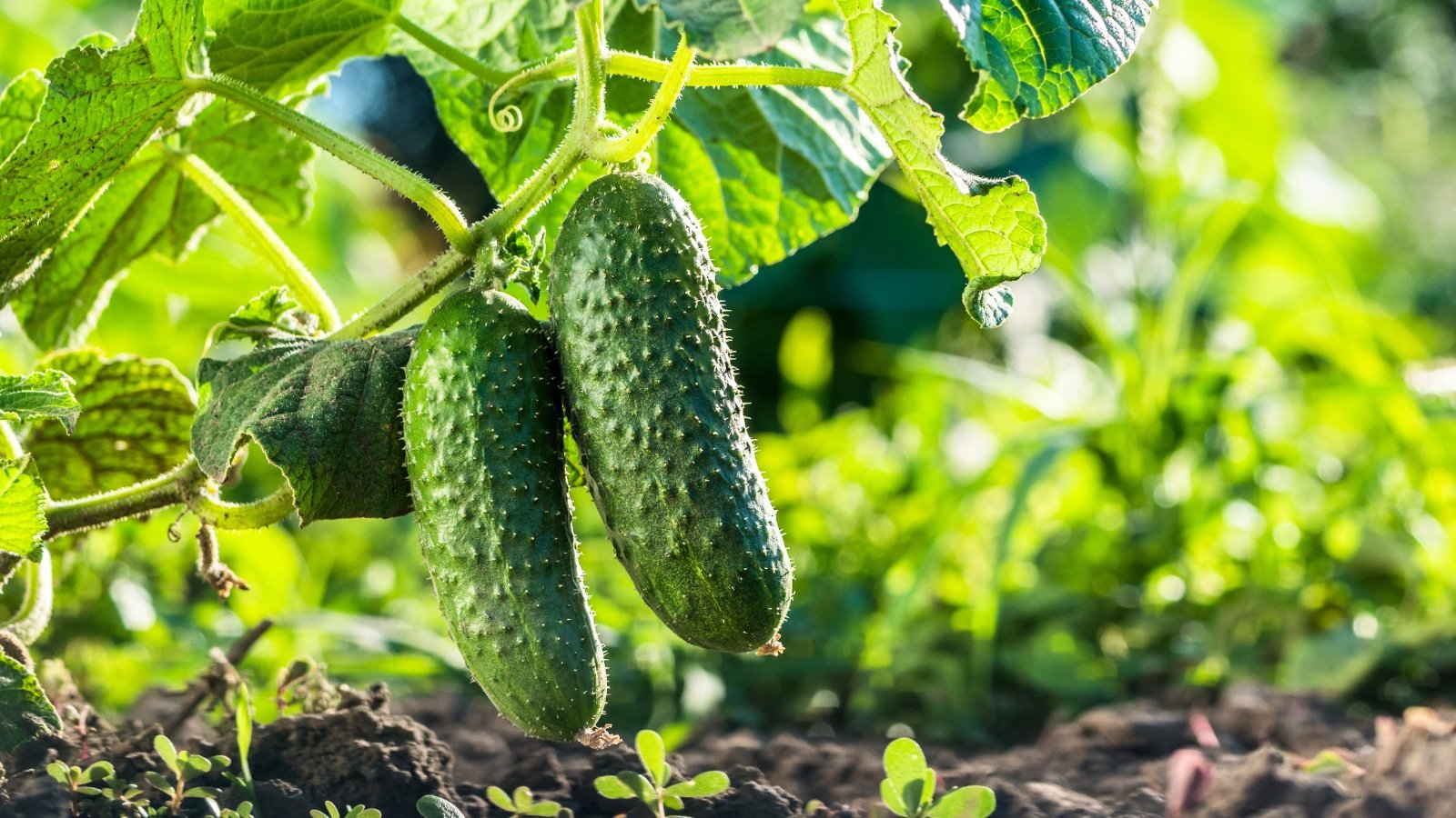 Two ripe green cucumbers nestled on the soil bed among broad, textured leaves and sturdy green stems of the plant.
