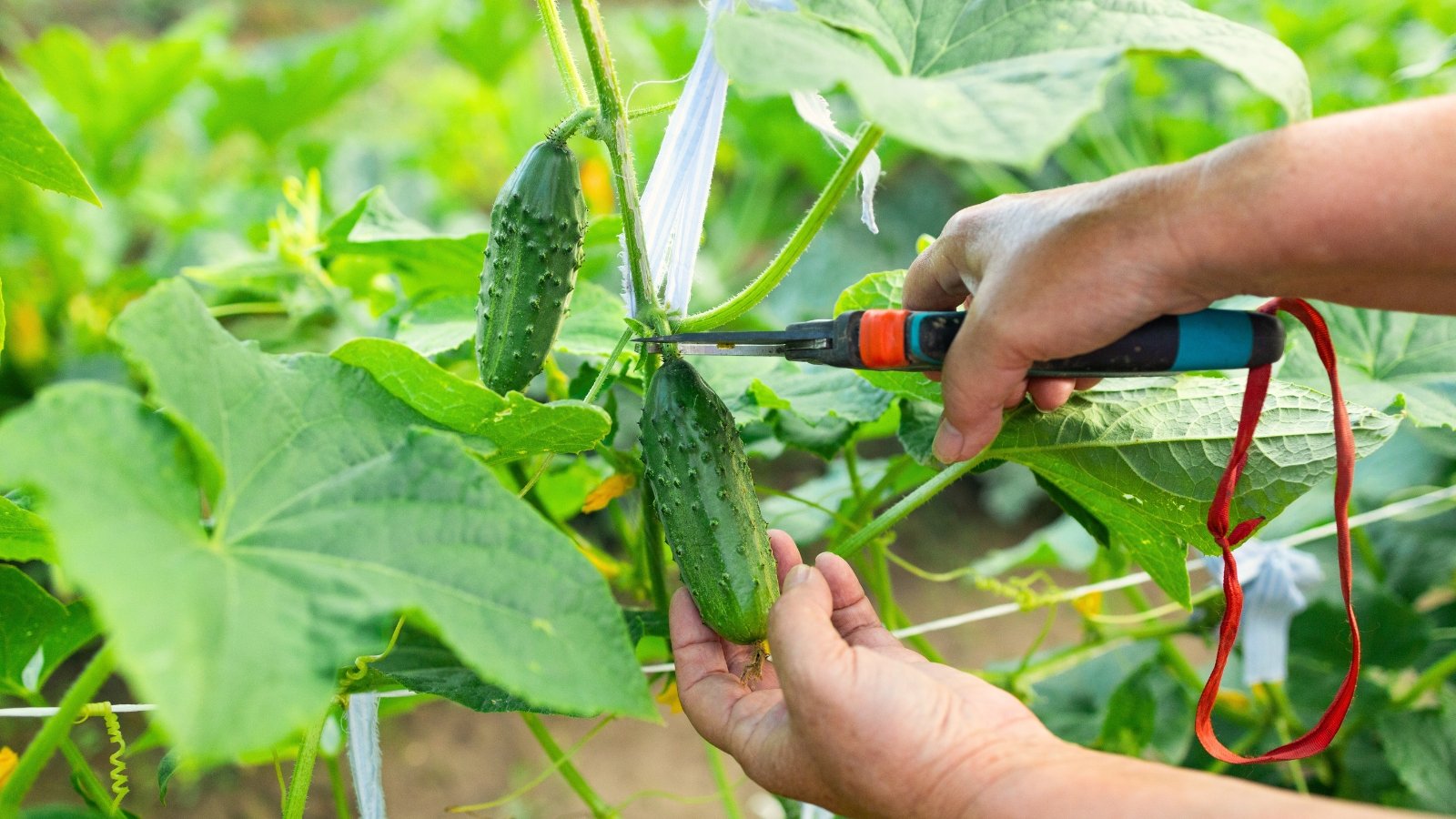 Farmer’s hands cut a long green cucumber from the vine surrounded by large, rough leaves.