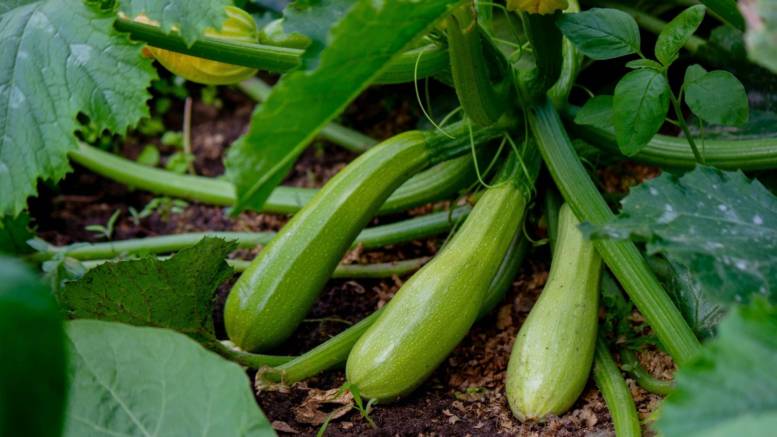 Several light green, elongated vegetables with smooth, glossy skin lie on the ground amidst large green leaves.