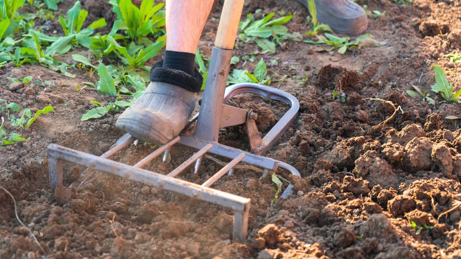 Close-up of gardener's feet in rubber boots cultivating loose brown soil using broadfork.