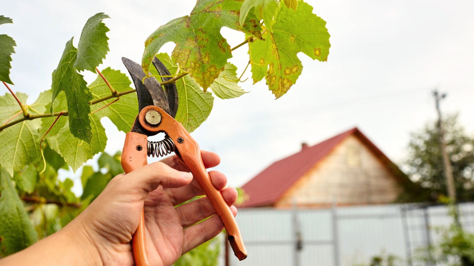 Close-up of a worker’s hands using secateurs to trim infected leaves from a grapevine with lobed green foliage.