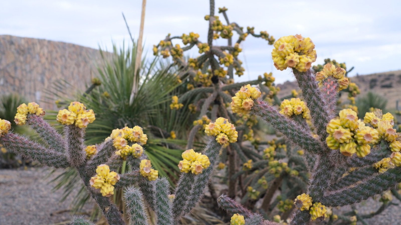 A branching succulent with cylindrical, spiny stems topped with dense clusters of small, yellow flowers.