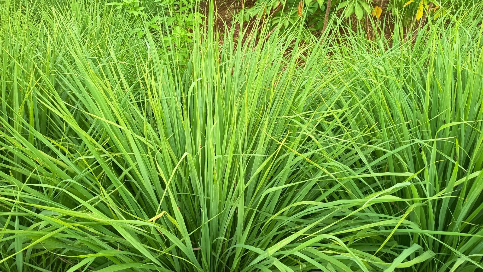 A dense, lush clump of long, slender, bright green grass-like leaves growing upright.