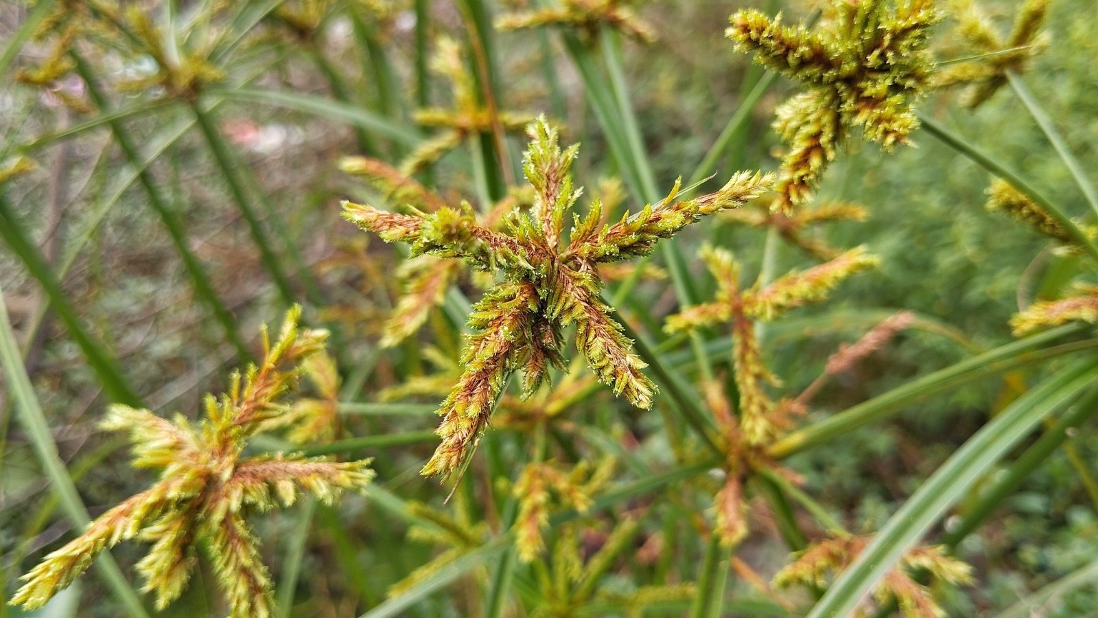 Bright yellow-green grasslike stems with narrow leaves and small, spiky yellow flower heads emerging above the base.
