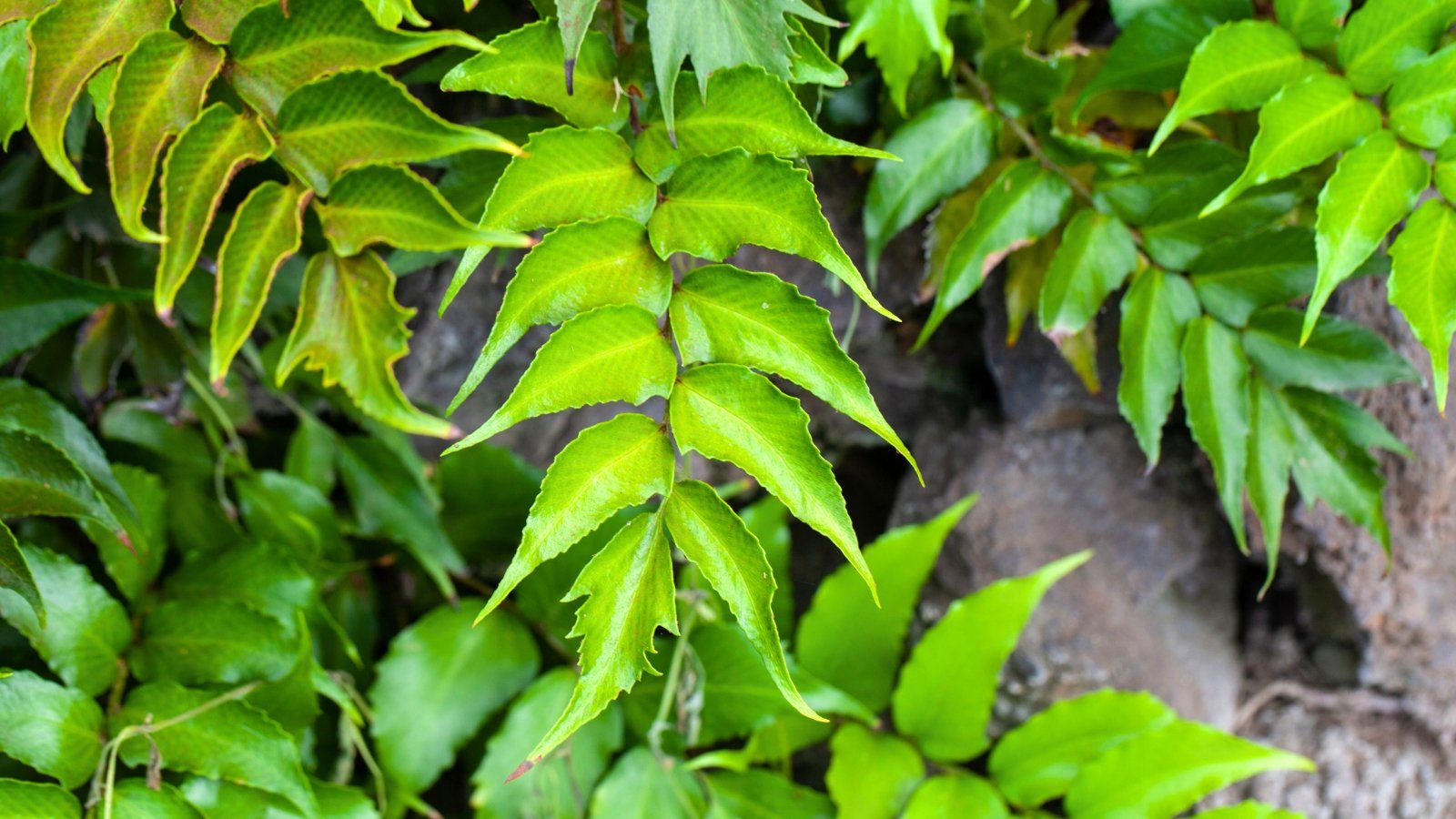 Glossy, dark green fronds with long, sickle-shaped leaflets arranged in a feather-like pattern.