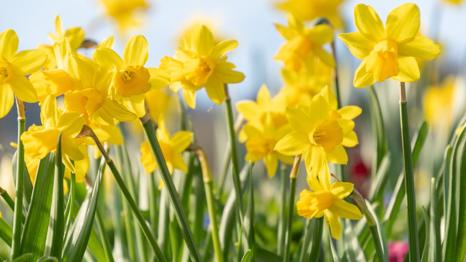 Trumpet-shaped yellow blooms with central coronas atop strap-like green leaves.