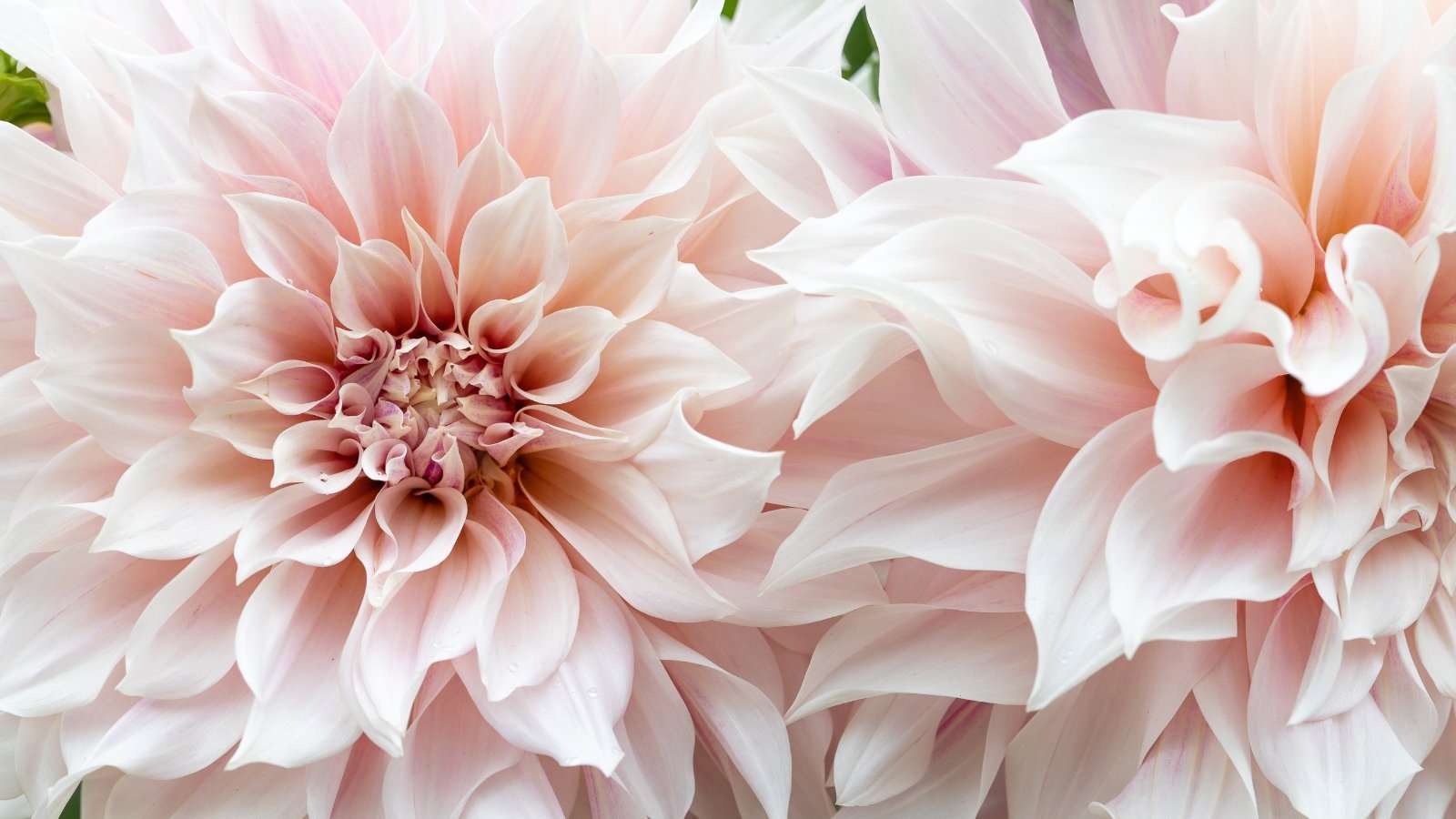 Pair of large café-au-lait dahlias with creamy, blush-tinged petals arranged in concentric layers, creating a full, rounded bloom.