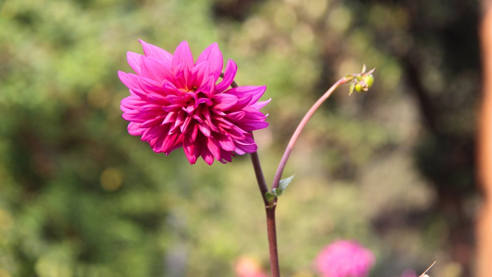 Blooming dahlia with a lush pink flower and a small unopened bud on a branching green stem.