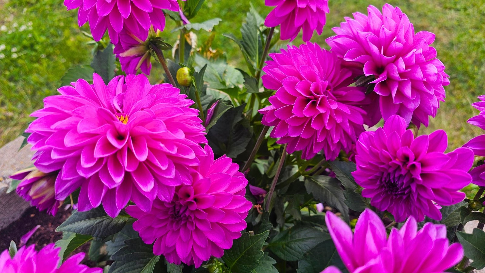 A collection of large, vibrant fuchsia flowers with tightly layered, pointed petals and dark green leaves.