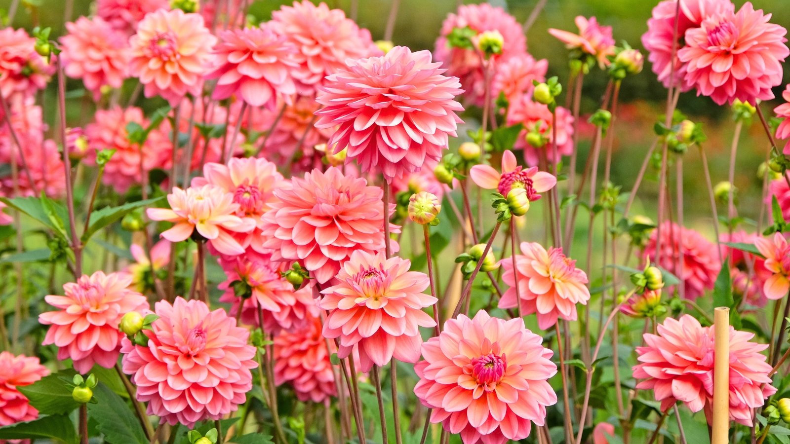 Blooming dahlias display large, soft peach-pink petals with slightly curled edges against green leafy stems.