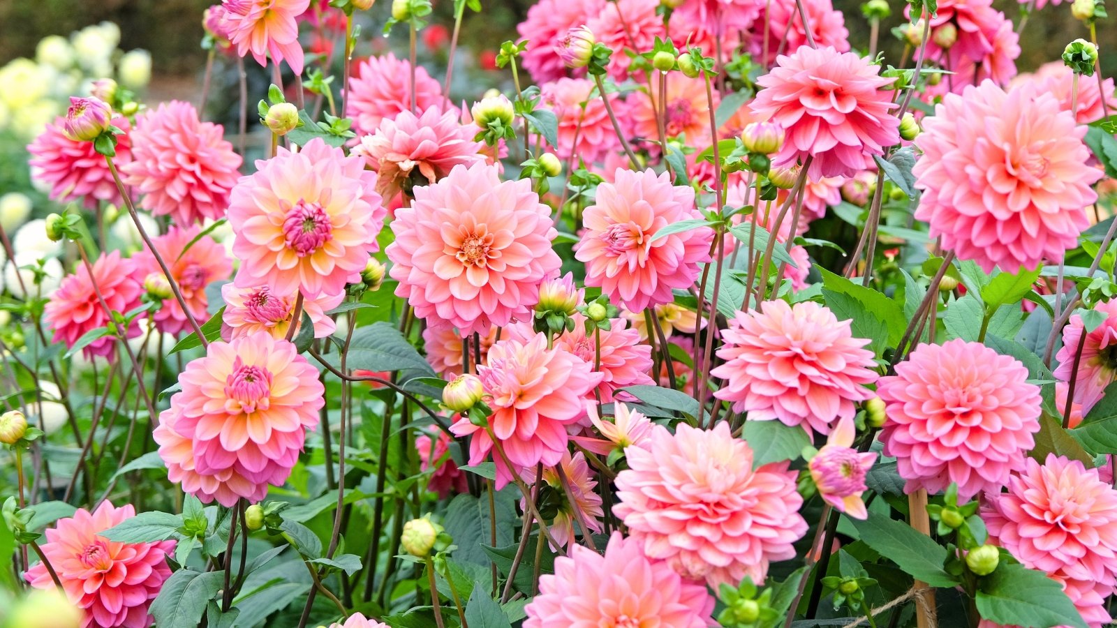 Large, rounded blooms in a soft coral-pink hue with layered, velvety petals, framed by dark green, deeply cut leaves on strong stems.