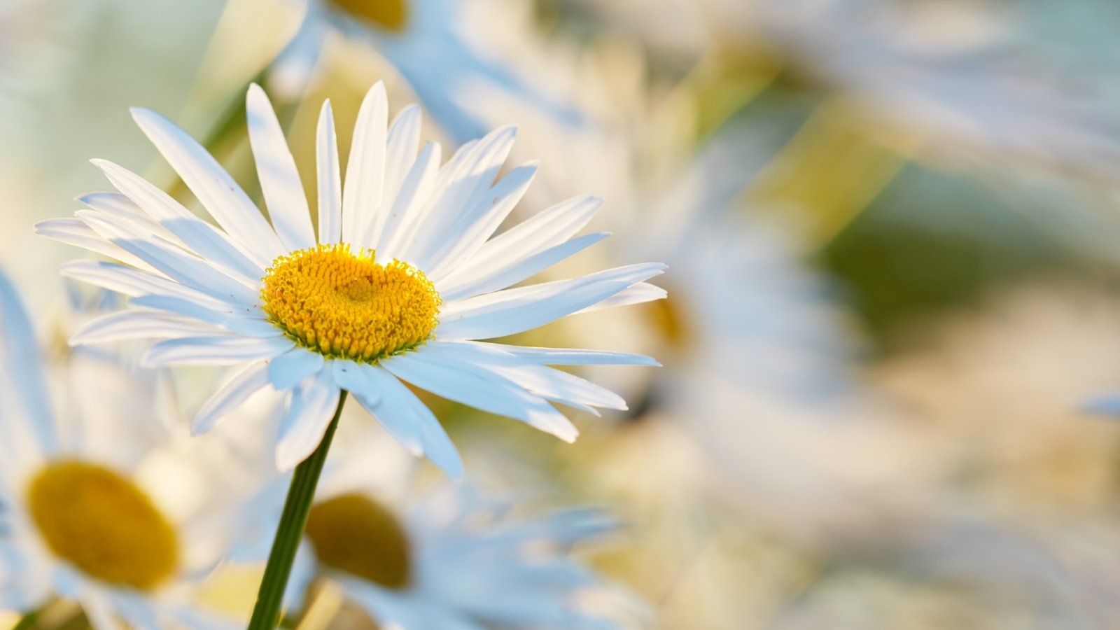 Close-up of a single daisy with crisp white petals radiating symmetrically around a golden-yellow textured center.