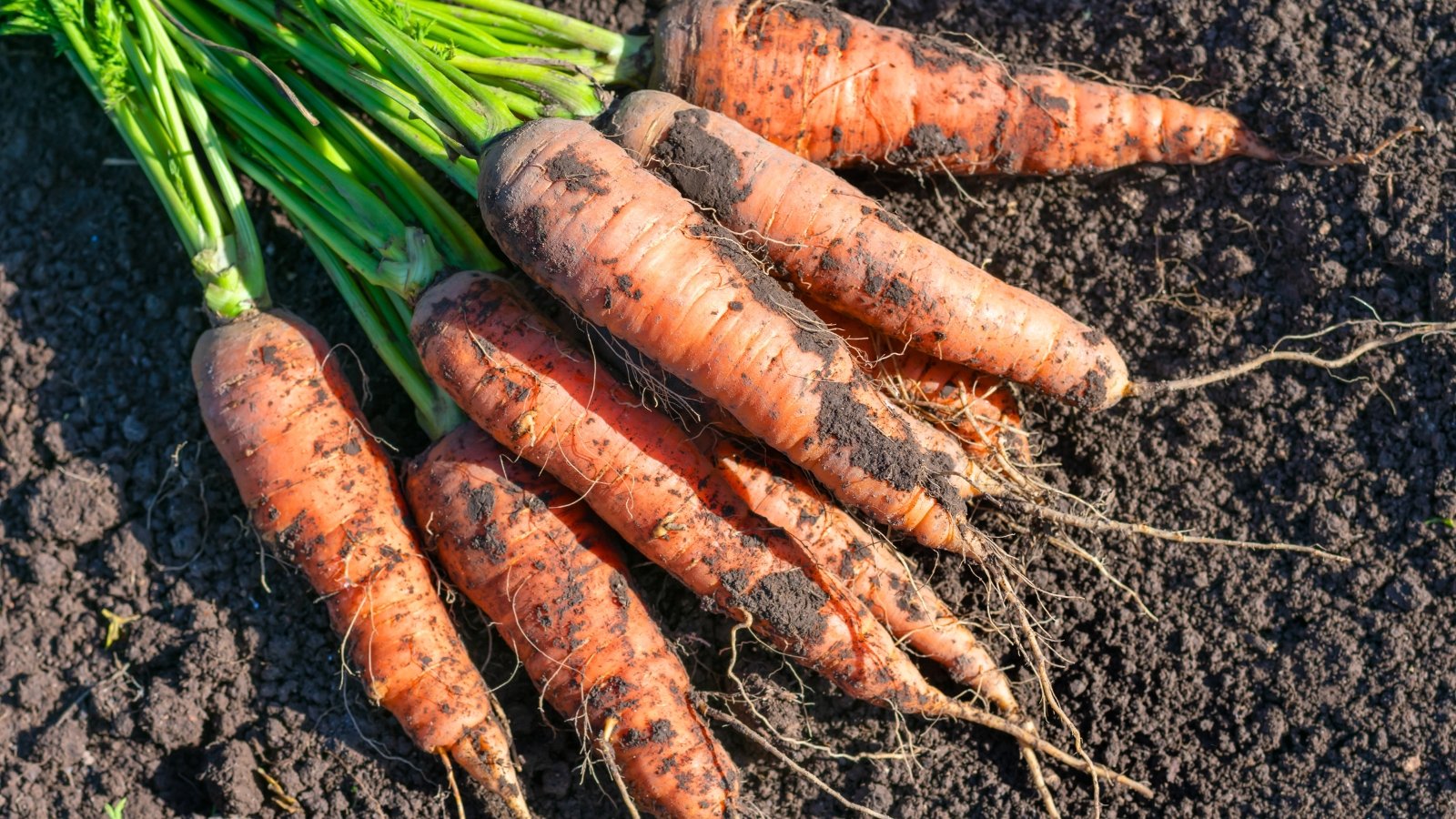 A close-up of several long, conical orange root vegetables covered in soil, with a cluster of feathery green leaves still attached.