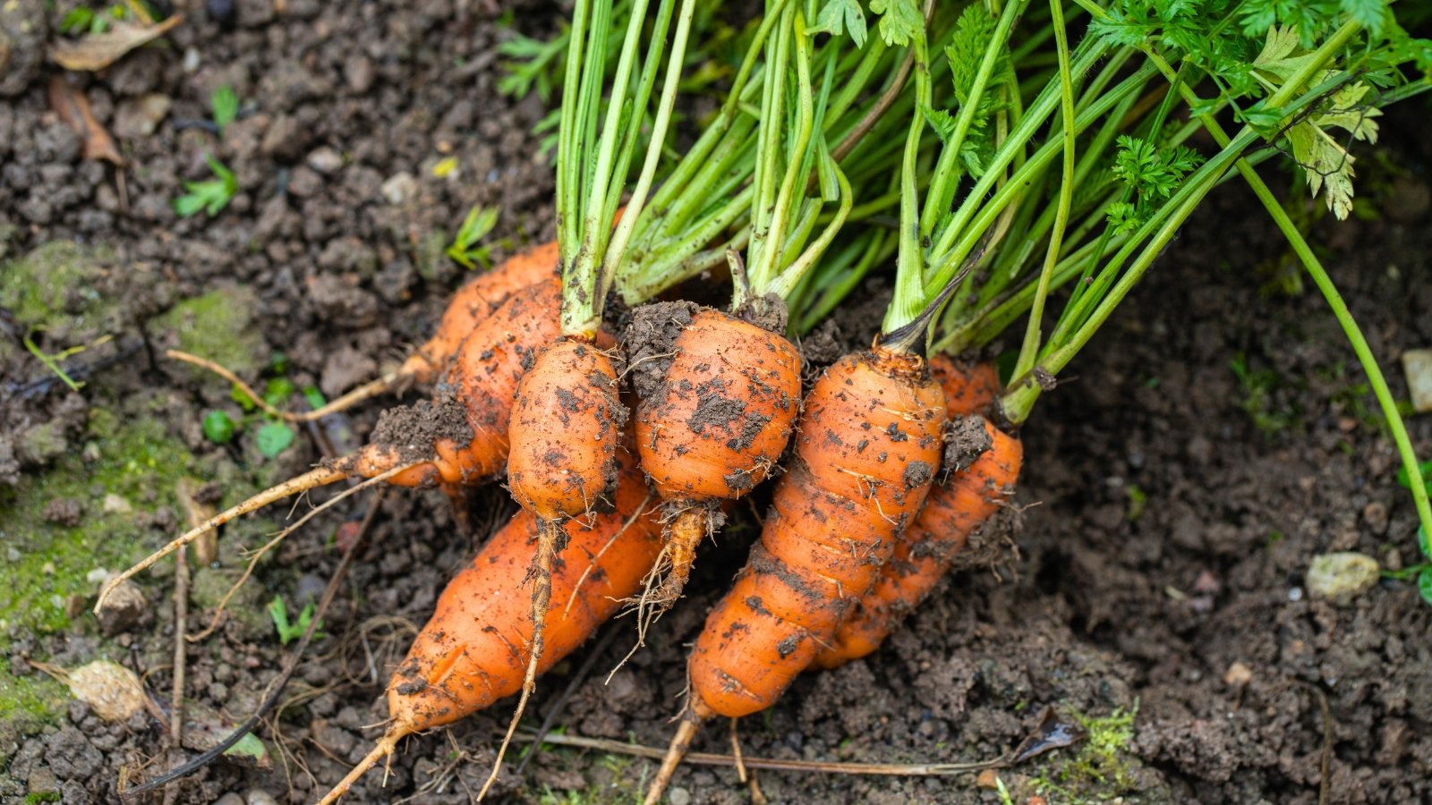 A bundle of orange root vegetables with dirt clinging to their bumpy surface and green leafy tops.