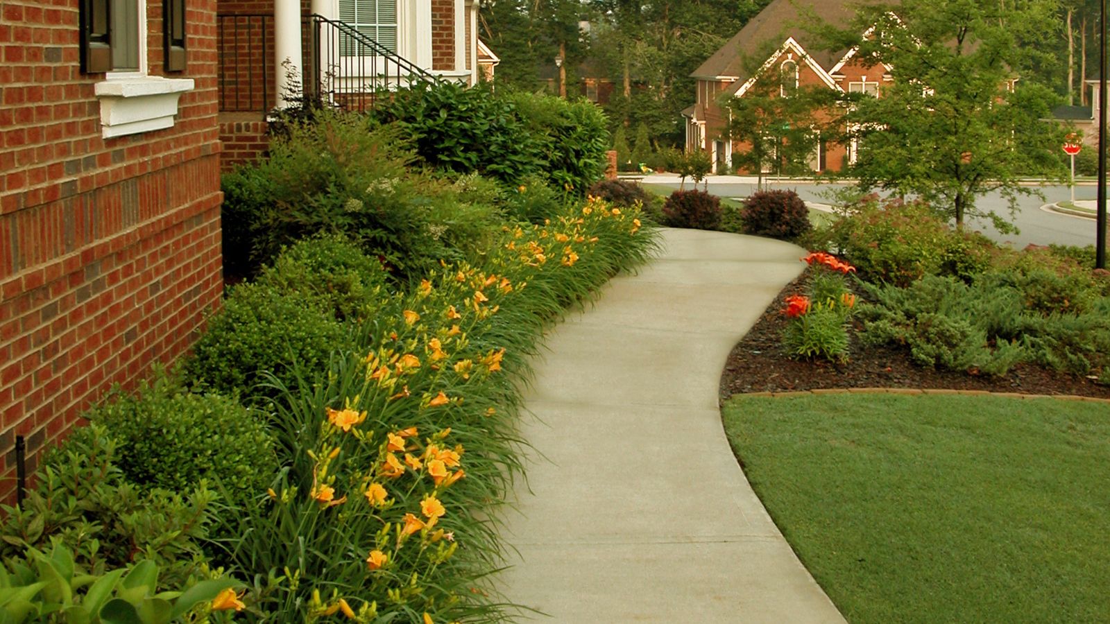 A shot of a composition of yellow-orange colored flowers called Daylilies, placed near a pathway of a home