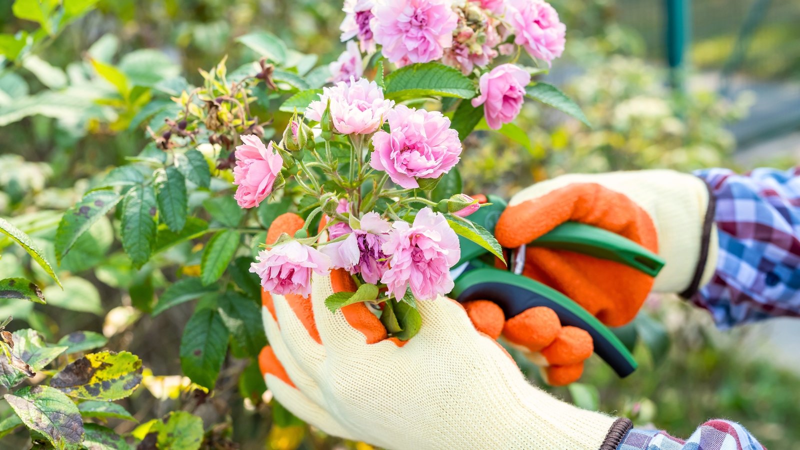 A gardener in white and orange gloves trims faded pink rose flowers with pruning shears.
