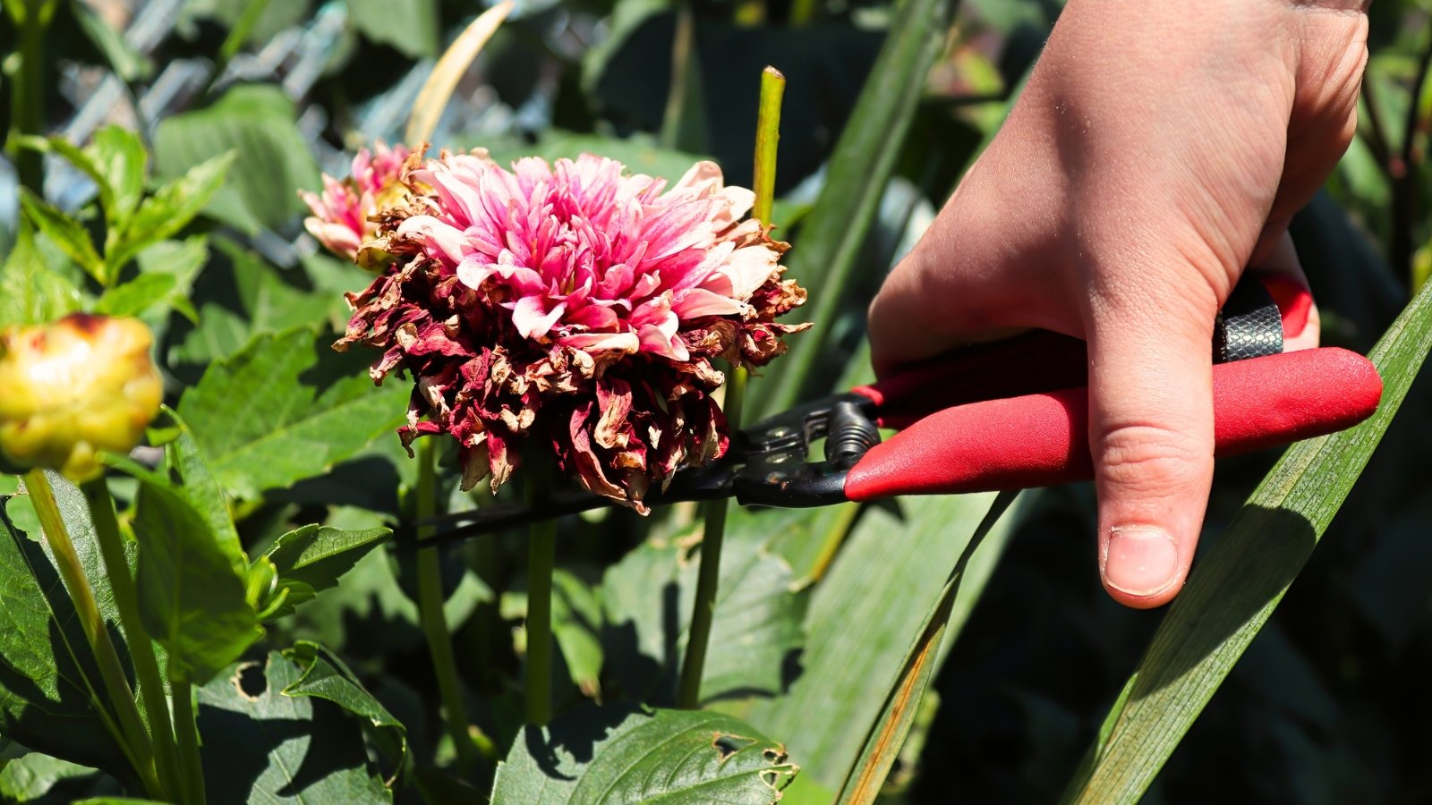 Close-up of a gardener using pruning shears to deadhead and clip back a faded dahlia bloom with shriveled petals next to green foliage.