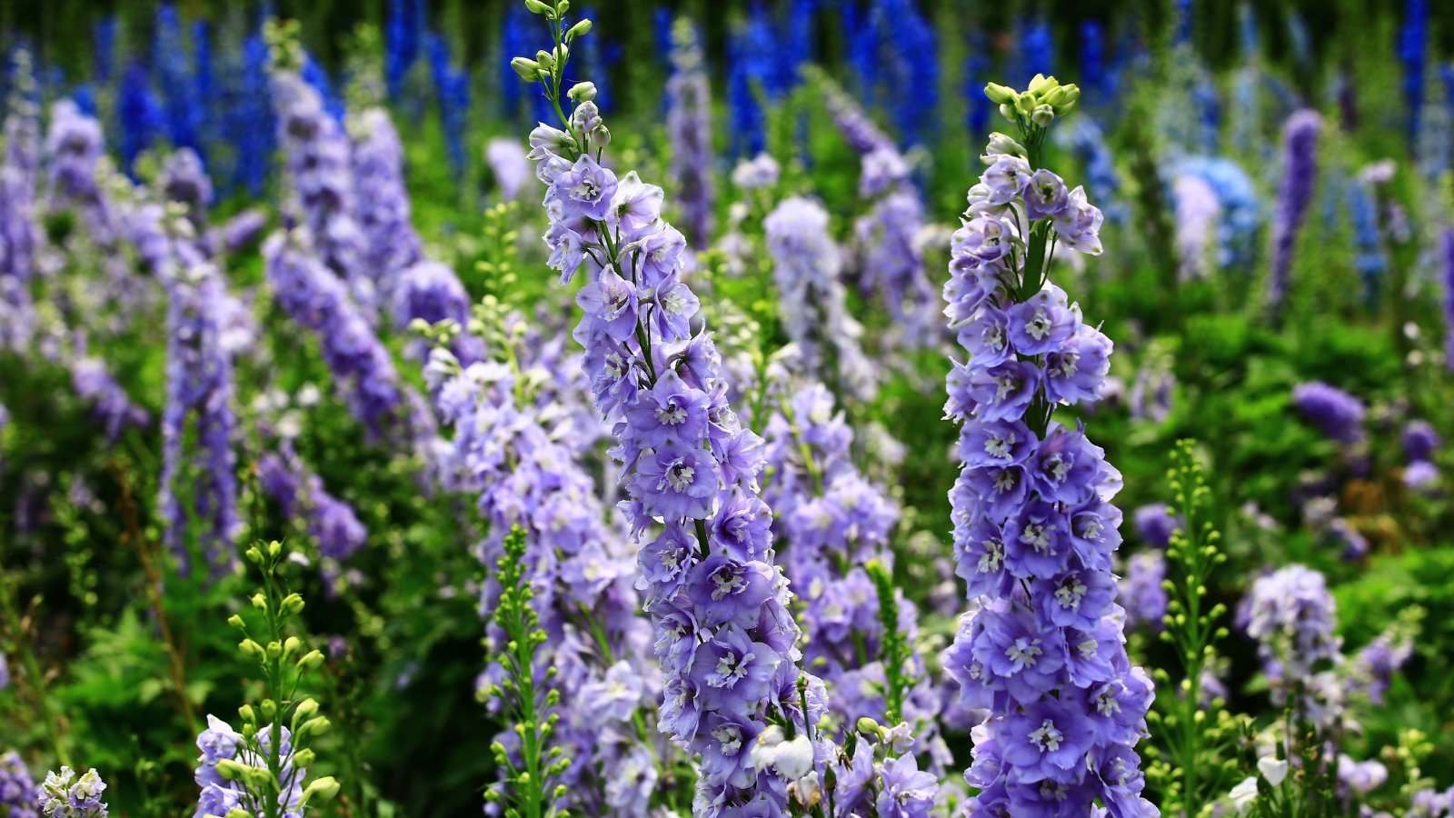 Tall, upright stems with finely divided green leaves and dense vertical spikes covered in delicate purple-blue flowers.