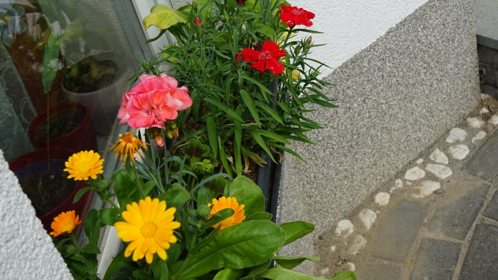 Dianthus and Calendula appearing to have lovely blooms and deep green leaves