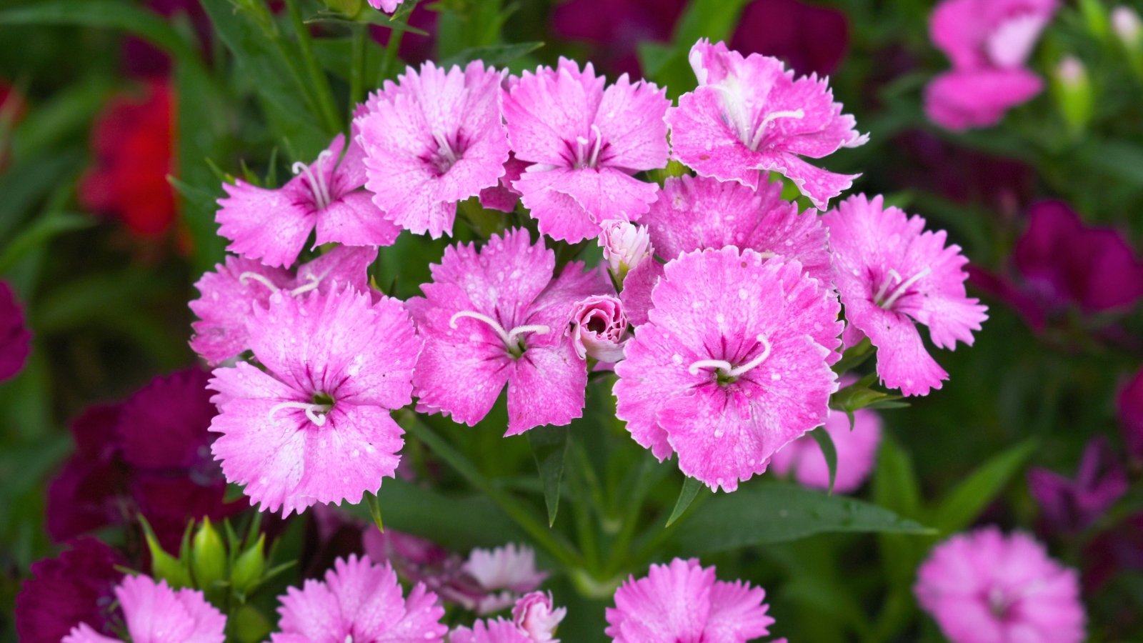 A grouping of delicate, bright pink flowers with intricately fringed petals and lighter, speckled centers.