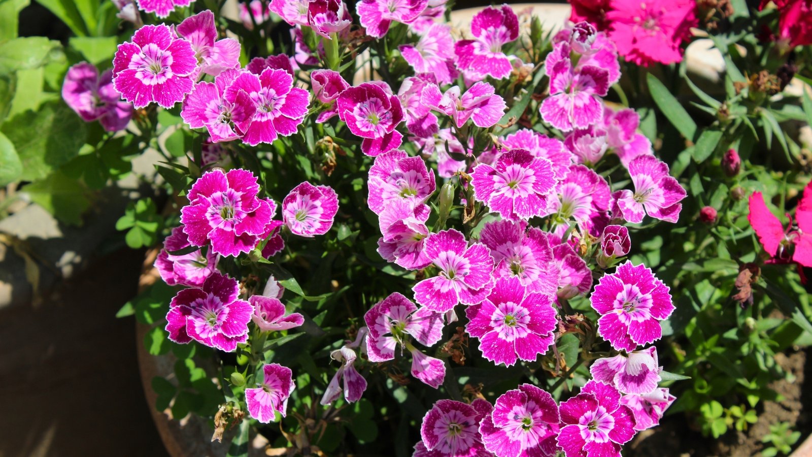 A dense grouping of bright pink and magenta flowers with finely fringed, white-edged petals.