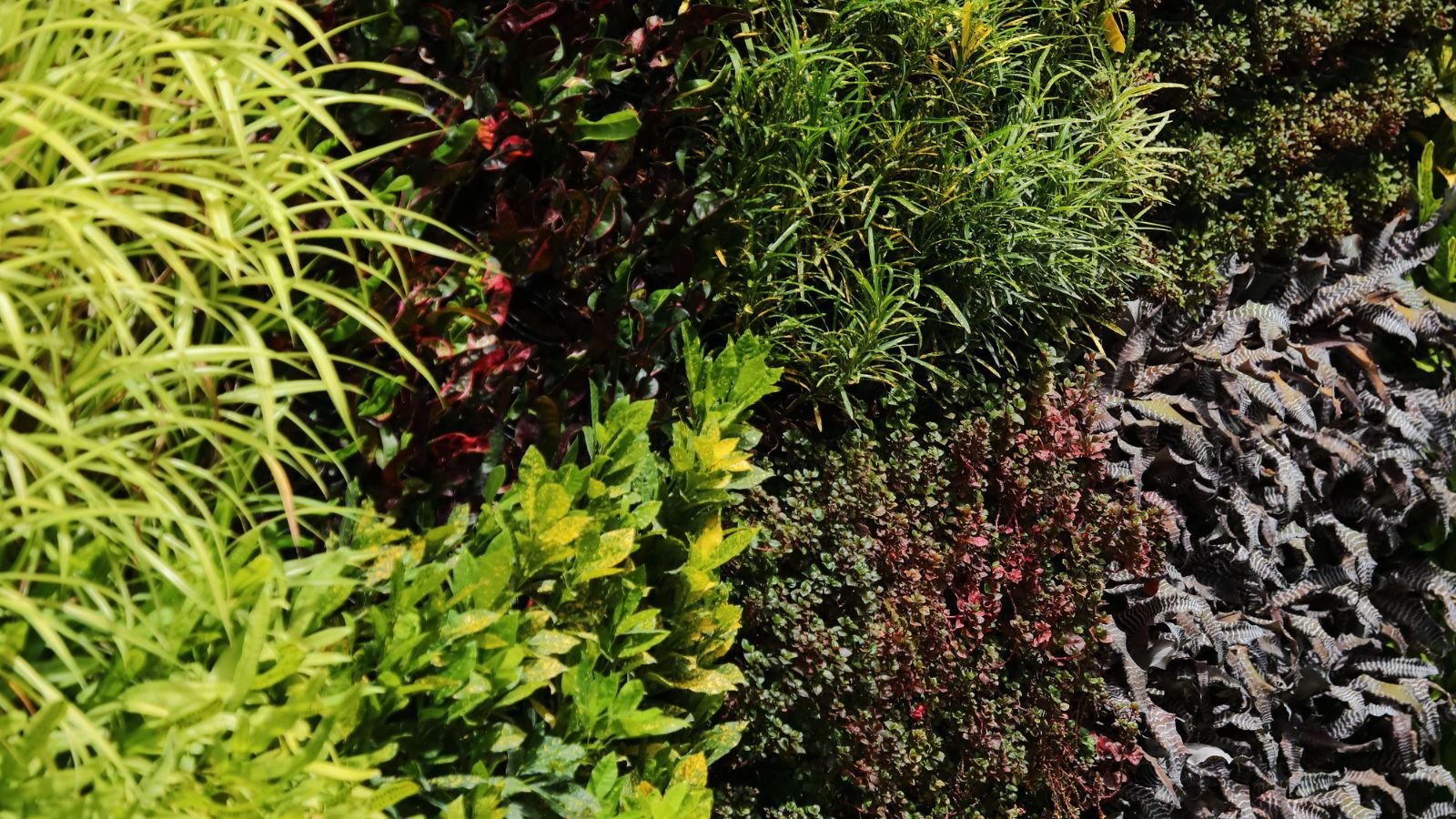 Different plants growing vertically, with some having long leaves and others appear to have deep reed to purple hues