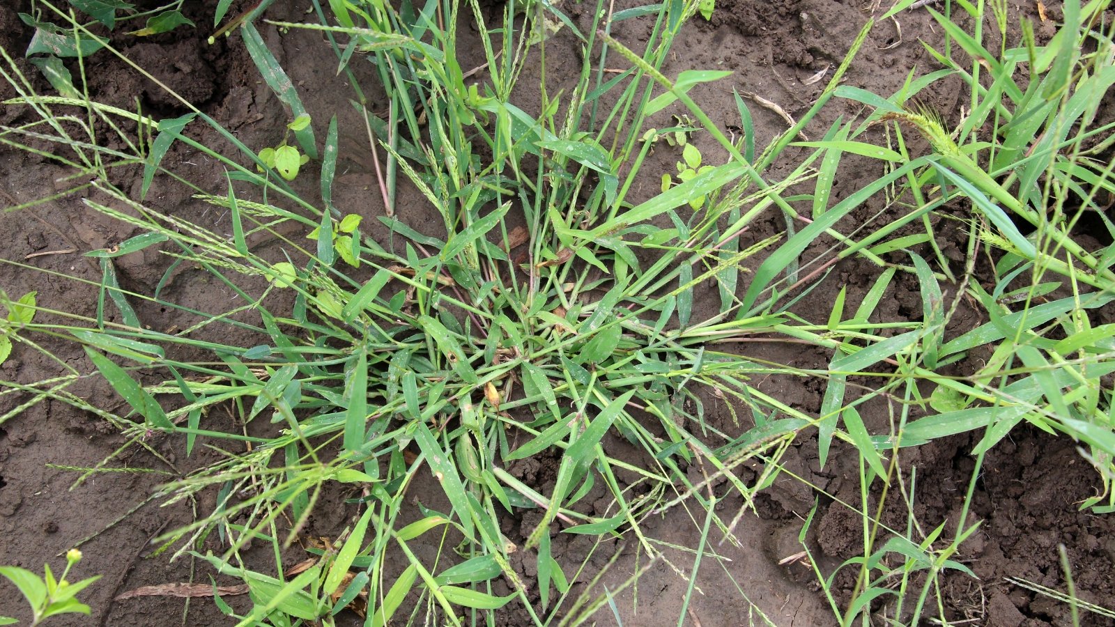Low, spreading grass with thin green blades and delicate seed clusters rising above the foliage.