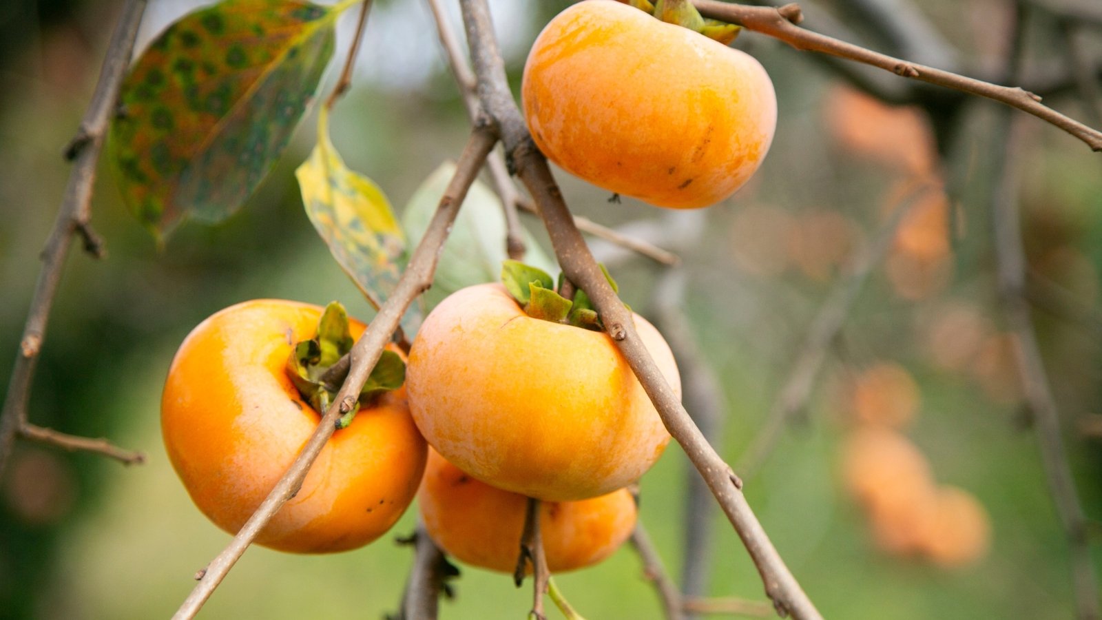 Upright branches with glossy, oval green leaves with pointed tips and smooth edges, bearing firm, bright orange, slightly flattened round fruits.