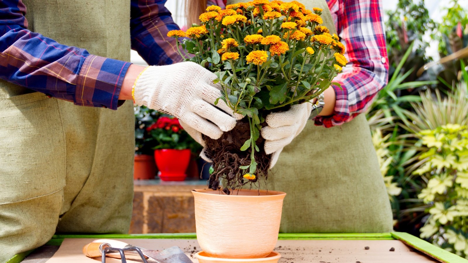 Two gardeners wearing gloves and aprons divide a flowering chrysanthemum with vibrant orange layered flowers over a clay pot in a sunny garden.