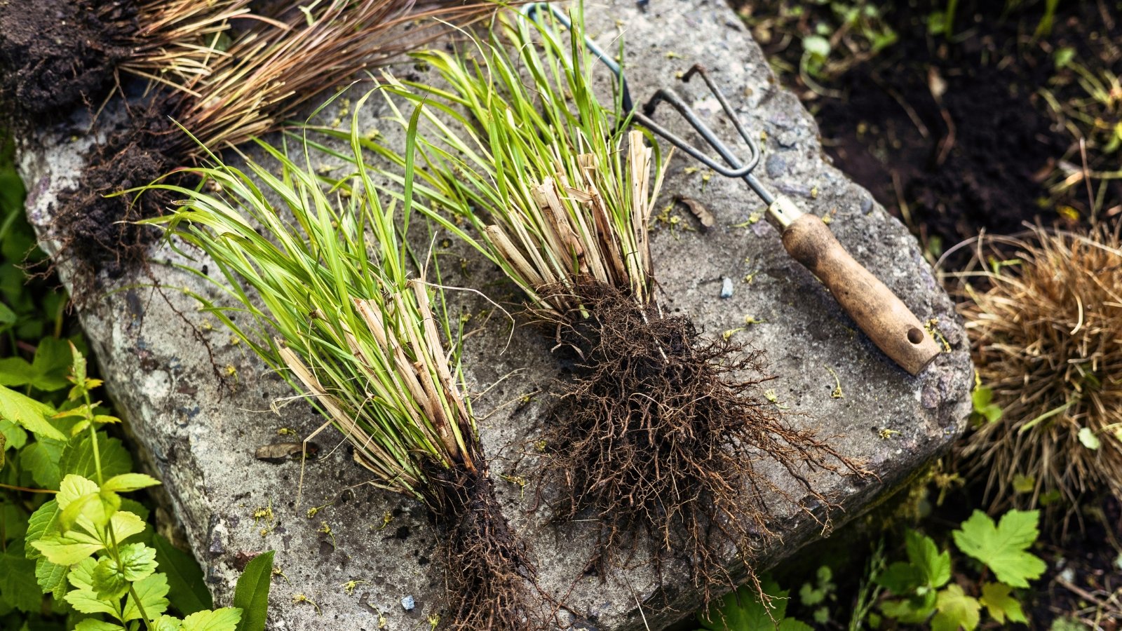 Divided clumps of ornamental grasses with elongated green grass-like leaves and clumps of root balls lie on a large rock along with a garden rake.