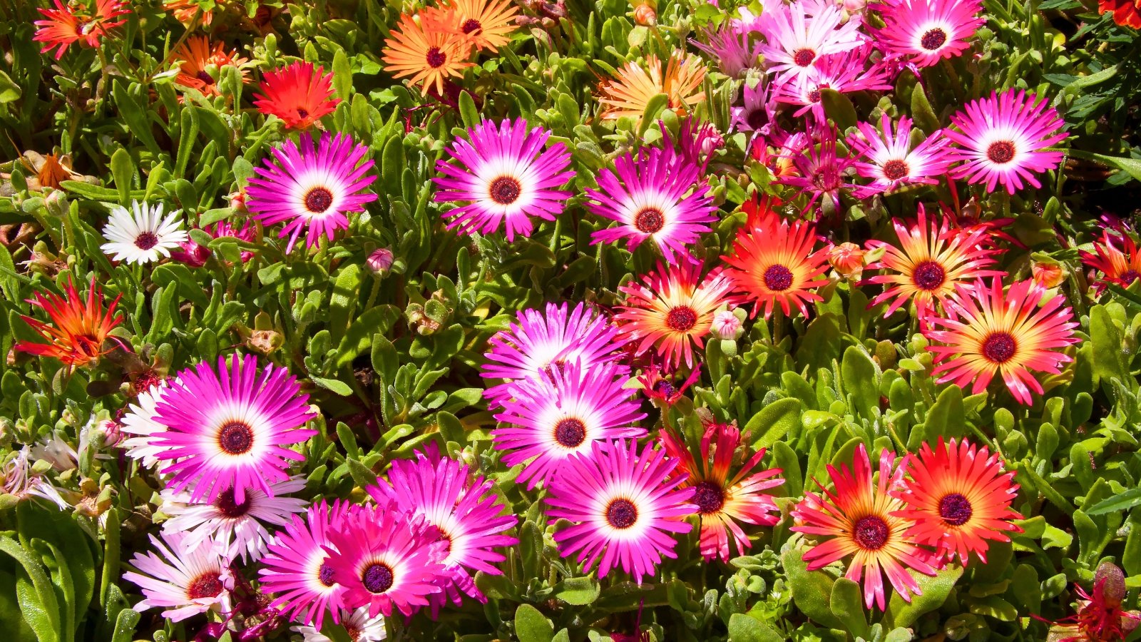 A dense bed of small, daisy-like flowers in a variety of vibrant colors, including pink, orange, white, and red.