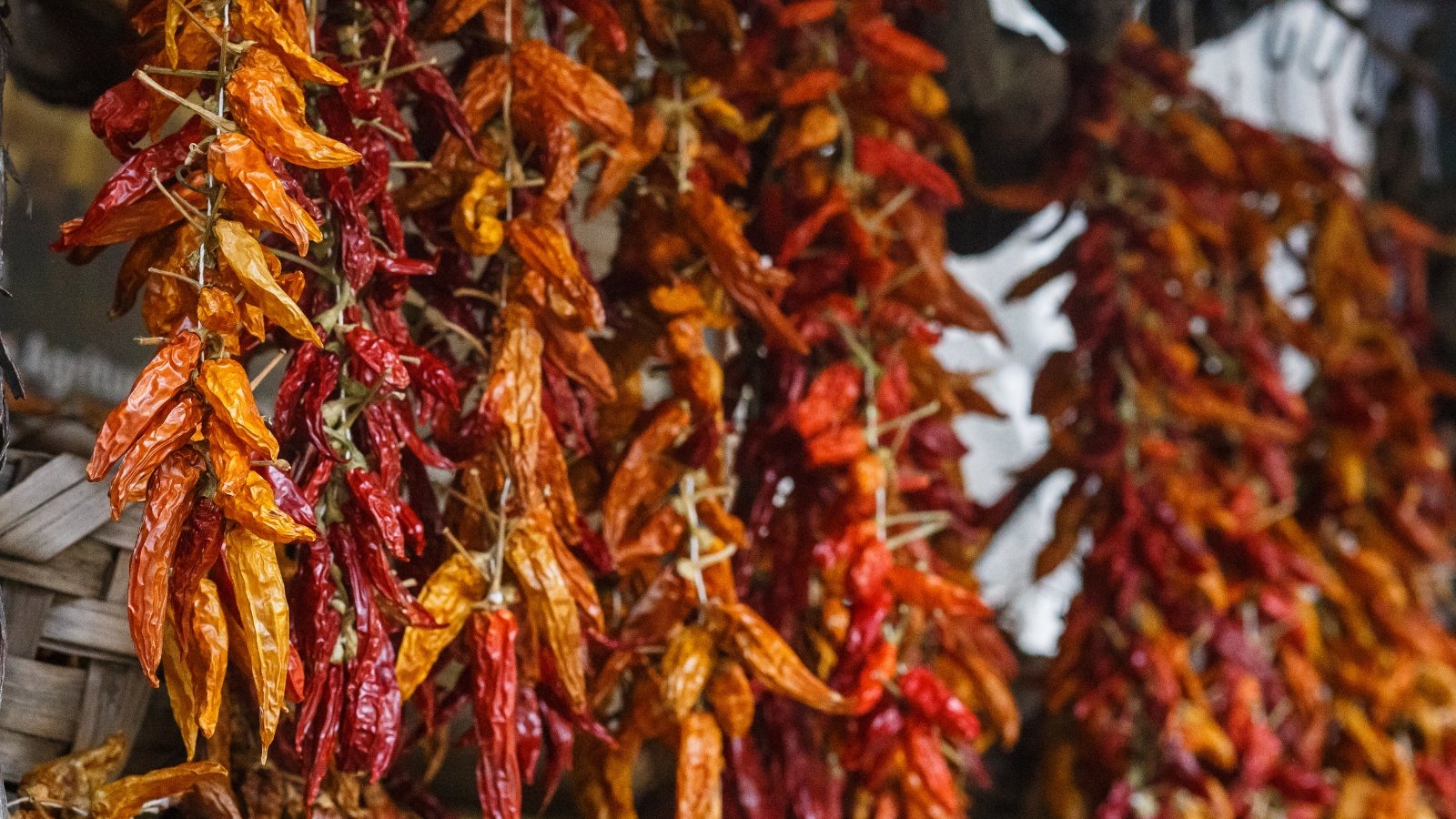 Clusters of dried hot red peppers with wrinkled, deep red skins and pointed tips, hanging in bunches from a building.